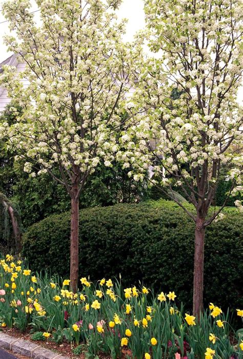 How To Select The Best Trees For Your Yard Dwarf Trees For