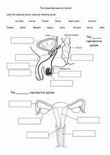 Reproductive Worksheet Organs Biology Femenino Tes Structure Visitar Reproductor Function Physiology sketch template