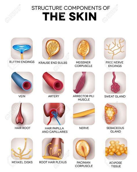 pin  lorie   nrsng integumentary system skin skin anatomy