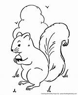 Coloring Pages Squirrel Wild Animal Animals Squirrels Nuts Kids Gather Print Activity Sheet Outlines Nut Fun sketch template