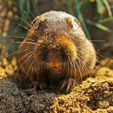 roditori simili  topi roditori  potenti muscoli masseteri mediali