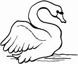 Swan Coloring Trumpeter 1798 54kb sketch template