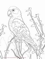 Conure Papegaai Papagei Cockatiel Papegaaien Kleurplaat Kleurplaten Papageien Parrot Malvorlage Parrots Getdrawings Persoonlijke Maak Designlooter sketch template