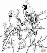 Cardinal Coloring Pages Bird Northern Colouring sketch template