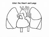 Lungs Heart Coloring Pages Human Anatomy Outline Drawing Diagram Respiratory System Lung Printable Color Getdrawings Getcolorings Comments Print Coloringhome sketch template