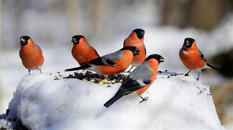 bullfinch birds  standing  snow  winter hd birds wallpapers hd wallpapers id