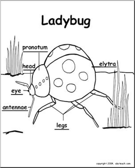 animal diagrams ladybug labeled parts abcteach
