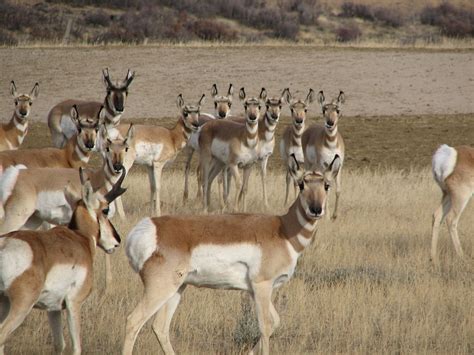 funshh world latest antelope animal wallpapers