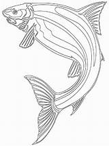 Coloring Herring Pages Recommended sketch template