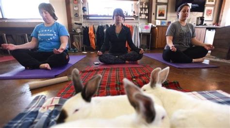 rabbit adoptions bunny yoga class teaches   poses bechewy