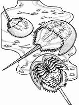 Crustacean Shrimp sketch template