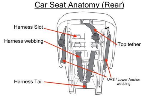 anatomy   car seat safe travels