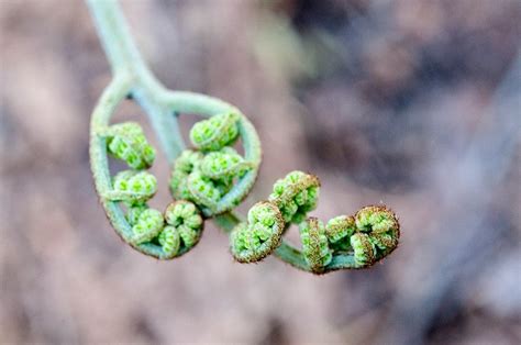 harvesting edible bracken fern