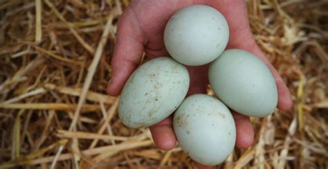 11 Manfaat Telur Bebek Lebih Baik Dari Telur Ayam