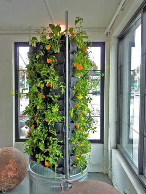 aquaponic vertical ve  garden plants walls