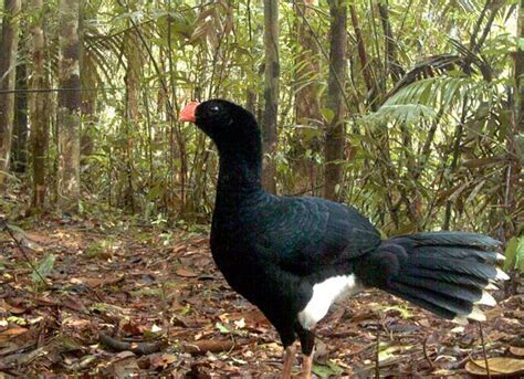 salvins curassow  prized game bird pictured   april  tropical birds