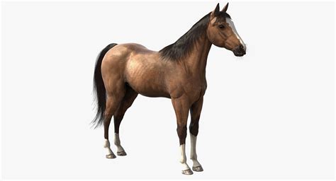 realistic horse max