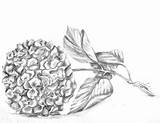 Hydrangea Drawing Tattoo Hydrangeas Google Search Explore Paintingvalley Flower Choose Board sketch template