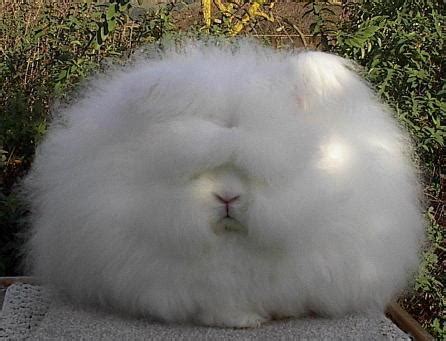 bunnies  fluffy bunny