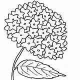 Hydrangea Hortensias Hydrangeas Adulti sketch template