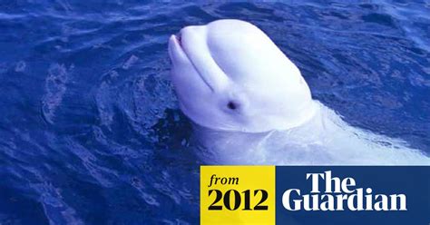 talking beluga whale named noc is revealed whales the guardian