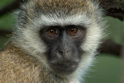close   vervet monkey face watching camera nick dale photography