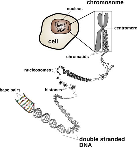 chromosomes  karyotypes biology oer