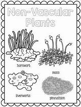 Vascular Non Plants Posters Preview sketch template