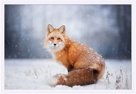 Red Fox In Snow Lantern Press Photography 36x24 Giclee