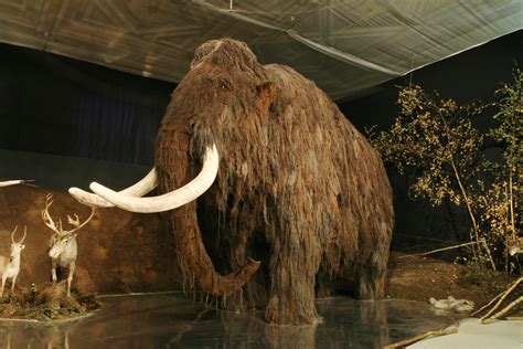 filelovci mamutu mammothjpg wikimedia commons