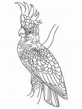Cockatoo Kakadu Kaketoe Cockatoos Pappagallo Malvorlage Pappagalli Designlooter Papegaaien Parrot Bellissimo sketch template
