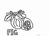 Fig Coloring Getcolorings Awesome sketch template