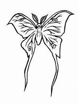 Moth Coloring Luna Pages Silk Silkworm Drawing Printable Atlas Template Realistic Getdrawings Designlooter Supercoloring Drawings Book Sketch Clipartmag Results sketch template
