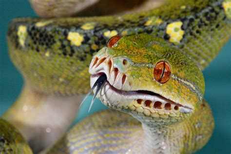 snakes  ears   sensational serpent questions
