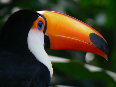rikchatoco toucan parque das avesjpg wikipidiya