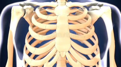 Rib Cage And Internal Organs Human Anatomy Systems Of