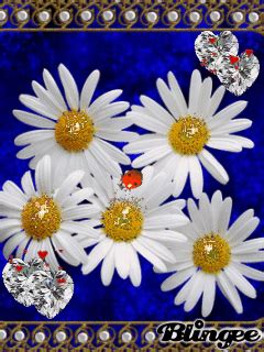 daisy love picture  blingeecom