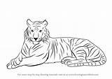 Tiger Drawing Draw Animal Bengal Step Animals Wild Children Drawings Easy Kids Tutorials Make Sketches Drawingtutorials101 Paintingvalley Learn Getdrawings sketch template