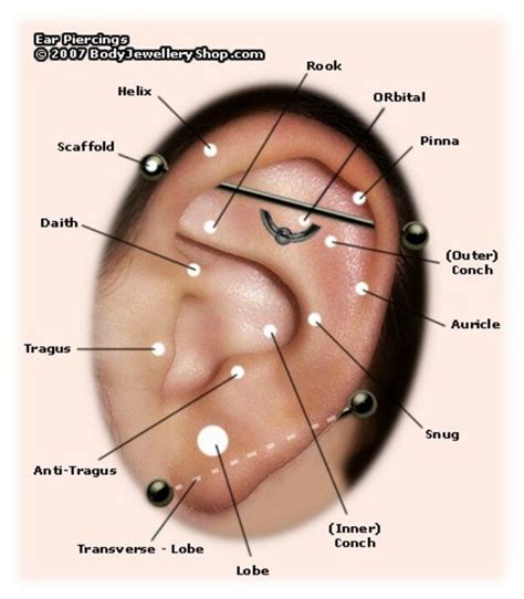 Ear Piercings Map Ear Piercing Diagram Ear Piercing Names Ear Piercings