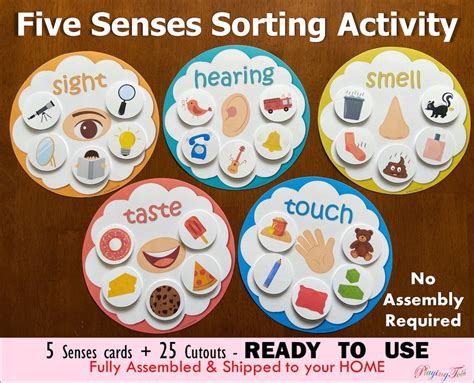buy  senses sorting activity fully assembled learn  senses