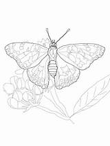Butterfly Painted Lady Coloring Pages Printable Supercoloring Categories sketch template