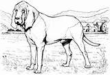 Coloring Pages Dog Bloodhound Color Animal Printable Kids Book Sheet Dogs Sheets Choose Board Puppy sketch template