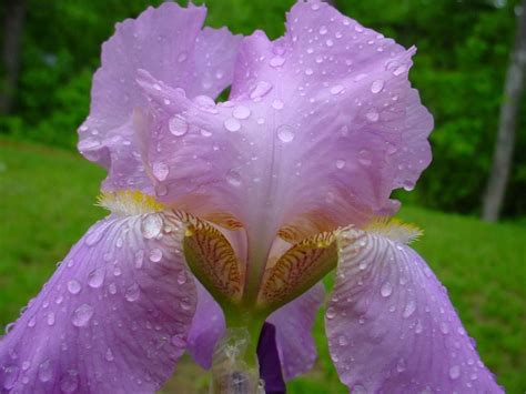 iris varieties pictures watering iris   grow organic irises