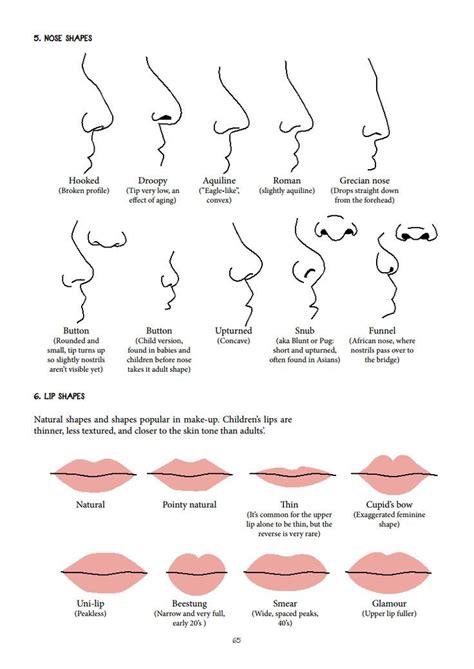 image result  nose shapes nose shapes lip shapes shape chart