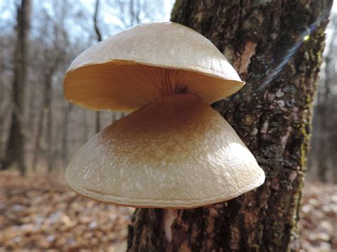 oyster mushroom pleurotus ostreatus identification medicinal benefits  learn  land