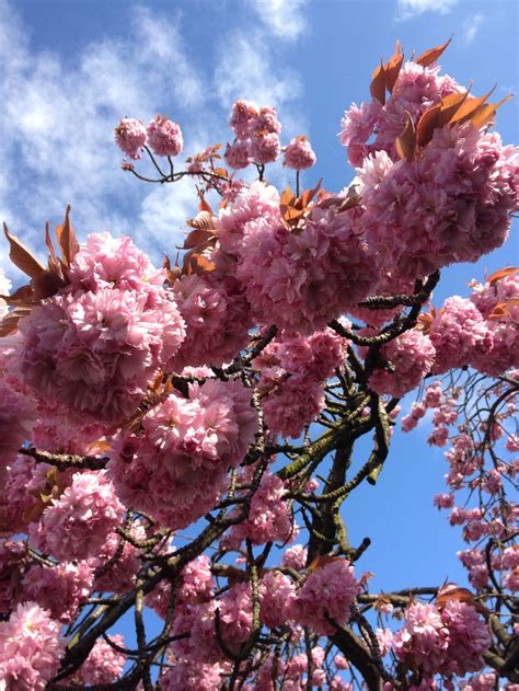 images  cherry blossom trees  pinterest
