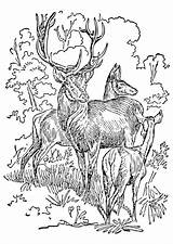 Reh Hirsch Malvorlage Hert Biche Cerf Hinde Hertje Herten Ciervo Cierva Cervo Colorare Malvorlagen Stag Cerva Terborg600 Schoolplaten Gratuits Coloriages sketch template