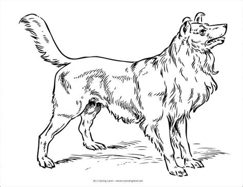 labrador dog coloring pages coloringbay