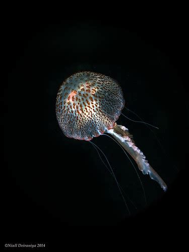 sea mushroom jelly fish  dusk isle  dragonera mallorca niall