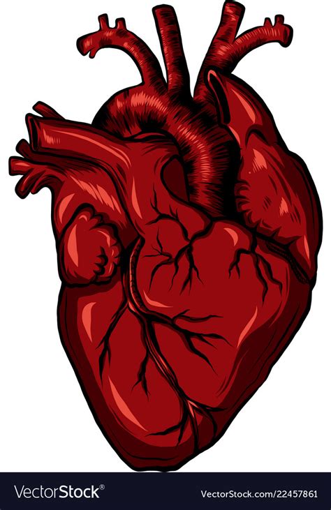 human heart images real img extra